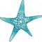 starfish.png